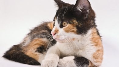 סימבול החתול