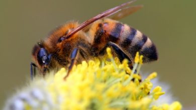 סימבול הדבורה