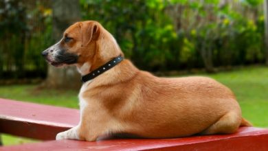 סימבול הכלב