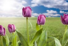 פרחי באך לטיפול בחרדות