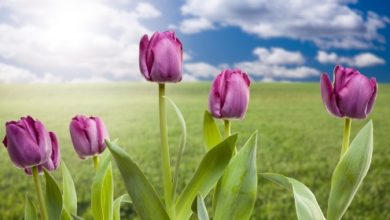 פרחי באך לטיפול בחרדות
