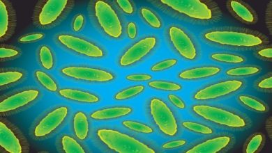 זהירות! פטריית הקנדידה