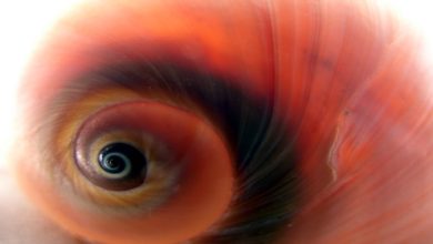 הכל על טכניקת אלכסנדר