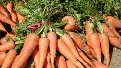 גזר הגינה (daucus carota)