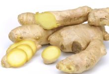 זנגוויל/ גי'נג'ר (zingiber officinale)