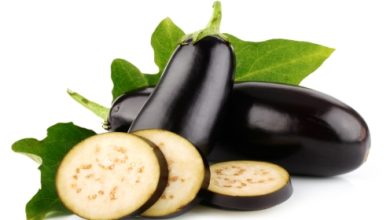 חציל (solanum melongena)