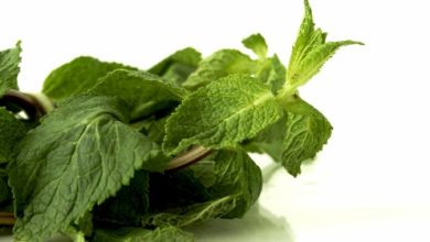 נענע חריפה (Mentha piperita)