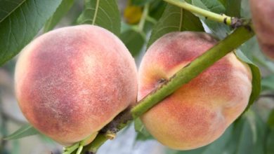 אפרסק מצוי (Prunus persica)