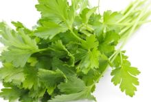 פטרוזיליה סגולות