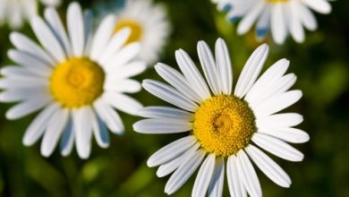בבונג/קמומיל לטיפול טבעי בגזים ולהרגעה