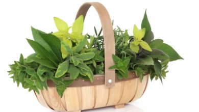 צמחי מרפא ובריאותנו- צמח הטיליה