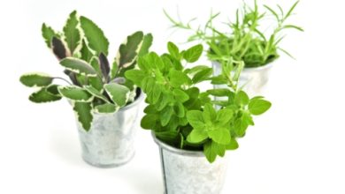 צמחי מרפא ושילובם בחיינו