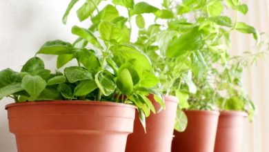 וורבסקום – verbascum