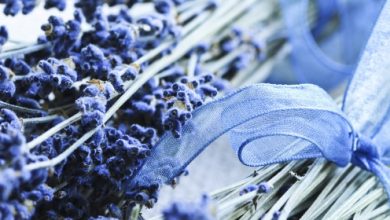 לבנדר – Lavandula Angustifolia - Unfinished