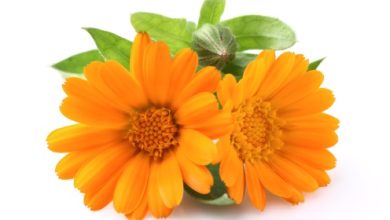 ציפורני חתול - Calendula Officinalis