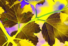 מהם צמחי מרפא