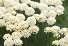 אכילאה - Achillea millefollium