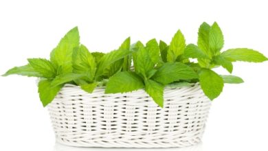 מליסה רפואית