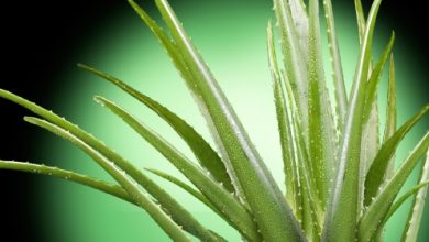 אלוורה – בית מרקחת של הטבע