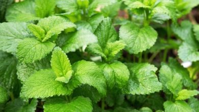 מליסה רפואית (Melissa officinalis)