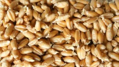 שמן נבט חיטה