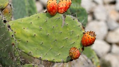 צבר (Opuntia ficus indica)