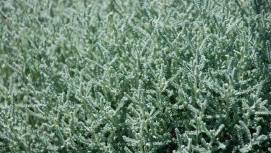 שיח (לענת המדבר)