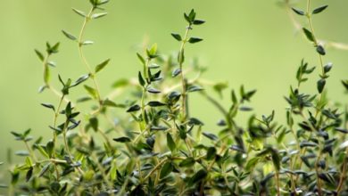 בת-קורנית פשוטה. צמח מרפא עם סגולות ריפוי רבות