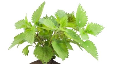 סירפד / סרפד - צמח מרפא בעל סגולות רבות