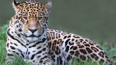 חוכמת היגואר! איך אנחנו יכולים להצליח יותר בחיים