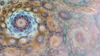 חוק האיזון הקוסמי