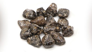 ג'ספר עור נמר