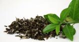 תה ירוק (camellia sinensis)